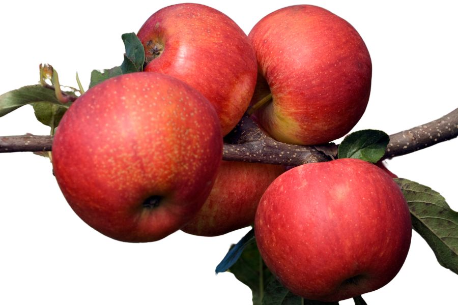 several red apples on a branch