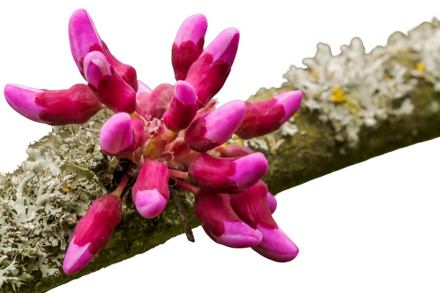 pink redbud buds on a branch