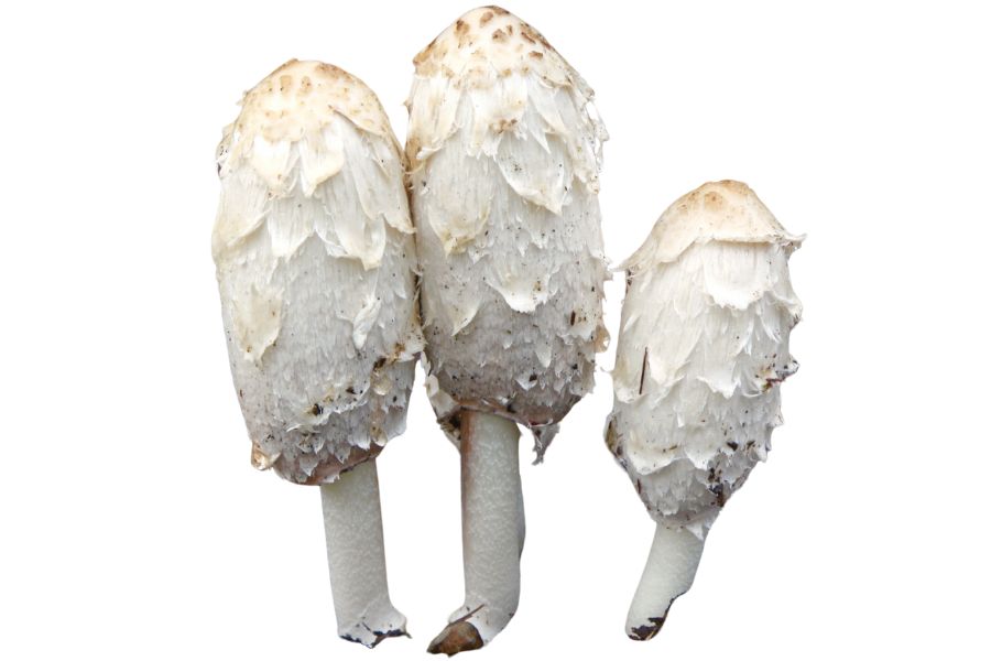 three white shaggy mane mushrooms