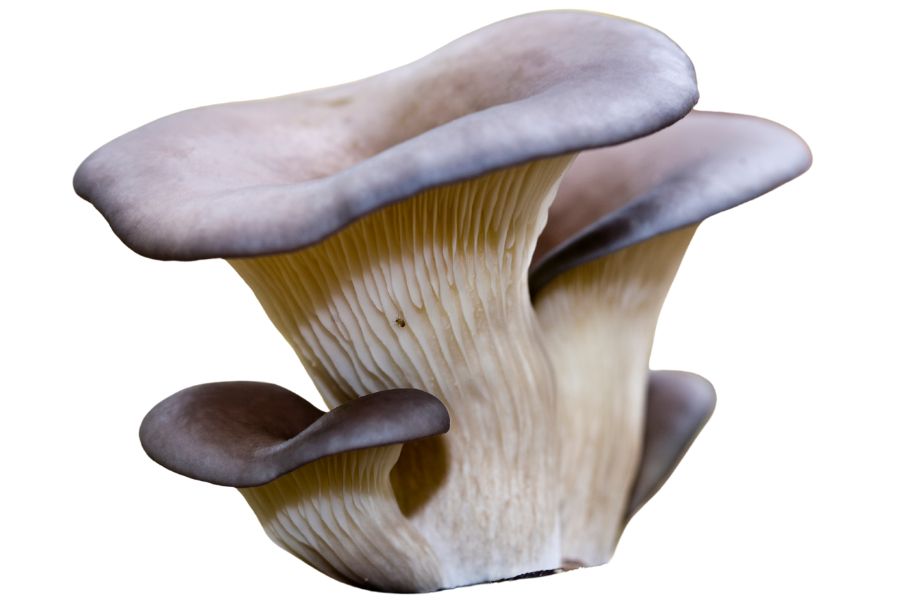 oyster mushrooms