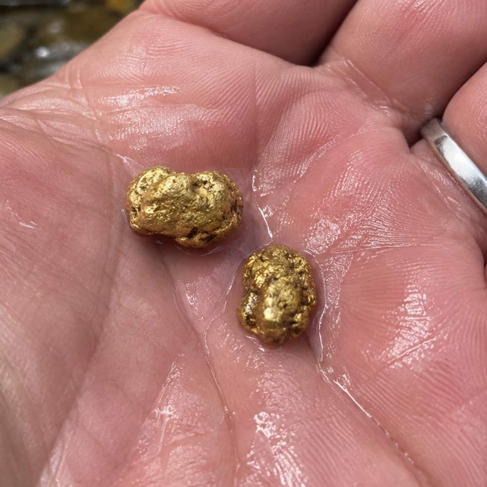 Natural gold nuggets in a hand like the glacial nuggets found in Iowa
